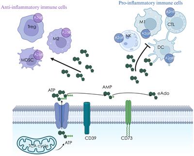 Current perspectives and trends of CD39-CD73-eAdo/A2aR research in tumor microenvironment: a bibliometric analysis